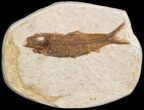 Small Knightia Fossil Fish - Wyoming #41035-1